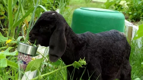 Very young dark brown baby goat is grazing, nibbles on a leek blossom Vídeos de archivo 156835341
