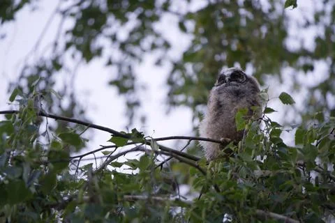A very young eagle owl sits on a branch and looks out for its parents, who .. Stock Photos