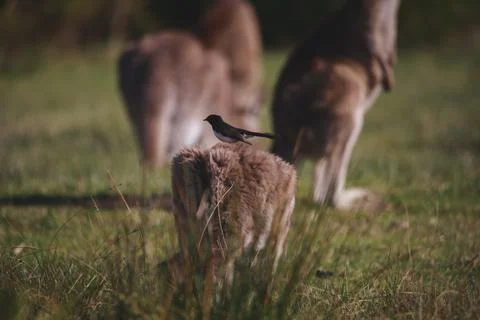 A very young Eastern Grey Kangaroo. Stock Photos