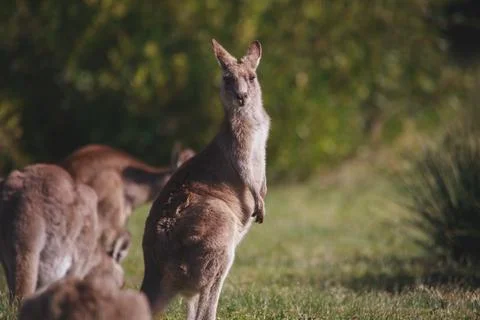 A very young Eastern Grey Kangaroo. Stock Photos