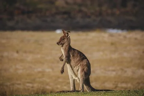 A very young Eastern Grey Kangaroo. Stock Photos