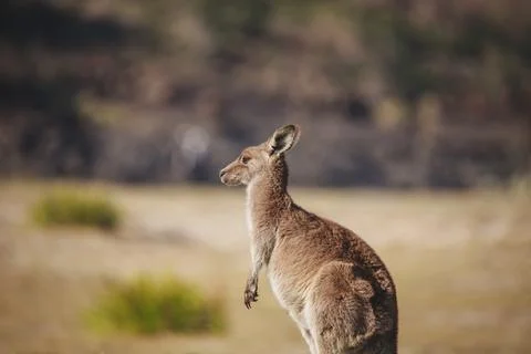 A very young Eastern Grey Kangaroo. Stock Photos