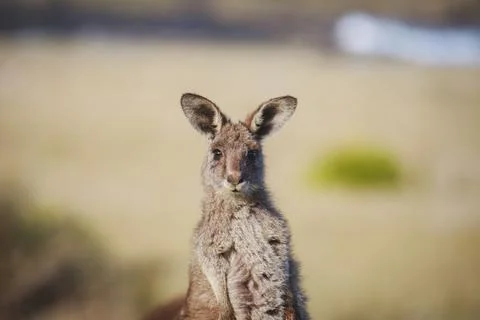 A very young Eastern Grey Kangaroo. Stock Photos