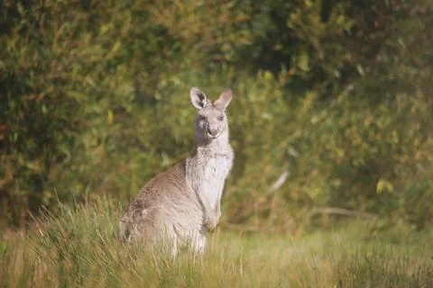 A very young Eastern Grey Kangaroo. Foto stock