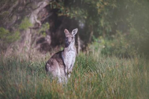A very young Eastern Grey Kangaroo. Foto stock