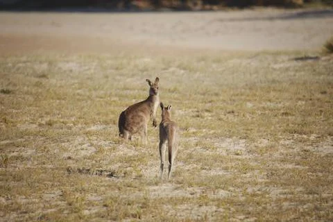 A very young Eastern Grey Kangaroo. Stock Photos