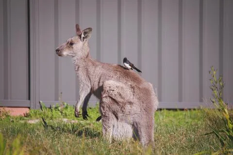A very young Eastern Grey Kangaroo. Stock Photos