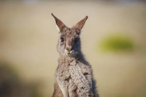 A very young Eastern Grey Kangaroo. Stock Photos