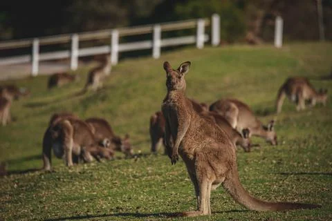 A very young Eastern Grey Kangaroo. Stock-Fotos