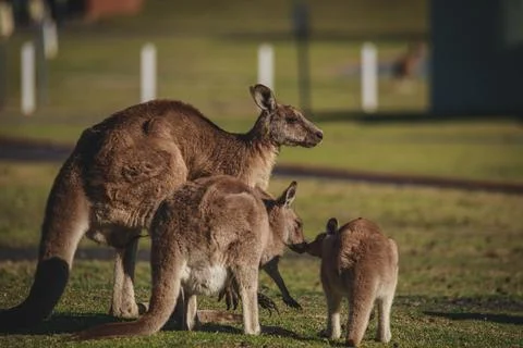 A very young Eastern Grey Kangaroo. Stock Photos