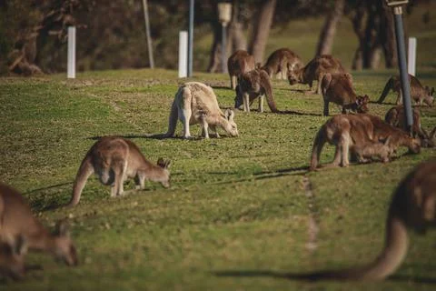 A very young Eastern Grey Kangaroo. Stock Photos