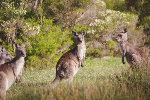 A very young Eastern Grey Kangaroo. Foto stock