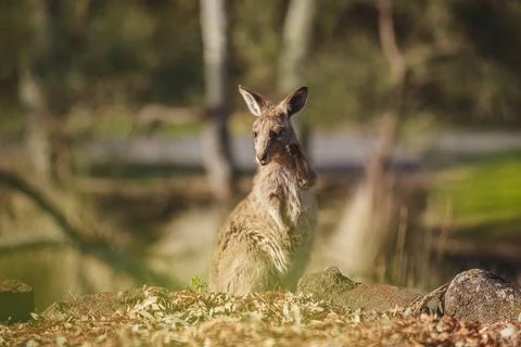 A very young Eastern Grey Kangaroo. Stock Photos