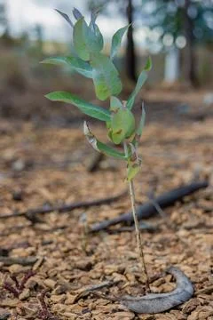A very young eucalyptus tree growing on the gravel of the La Candelaria deser Stock Photos