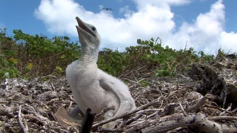 Very young featherless booby  closeup. Stock Footage 106618863