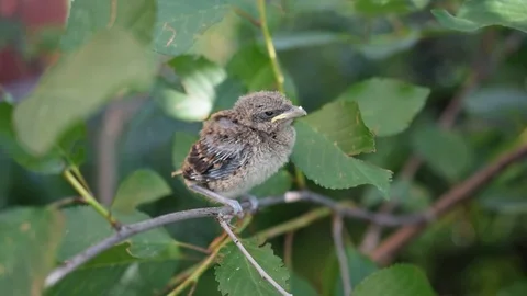 Very young fledgling perching on twig Video stock 76027481
