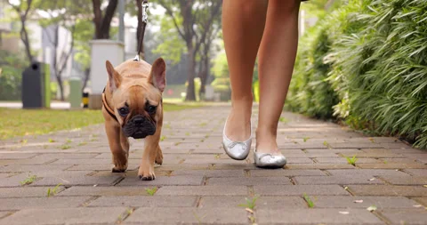 Frenchie Puppy Cute French Bulldog Videos Very Young French