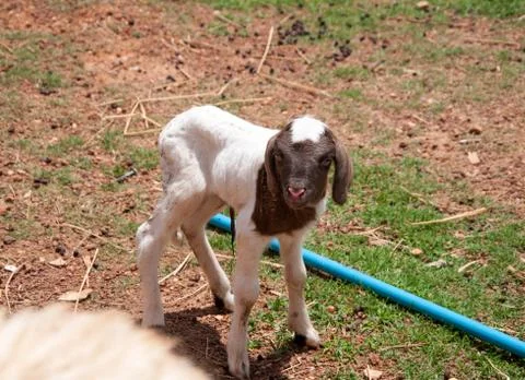 Very young lamb barely standing Stock Photos