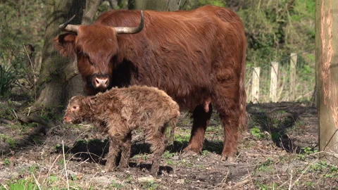 A very young newborn calf Video stock 175759864