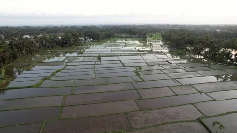 Very young rice fields flooded with water, aerial shot of Bali countryside Video stock 202535708