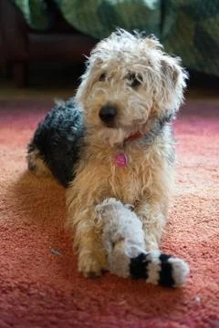Very young scruffy puppy playing on red carpet and chewing something Stock Photos