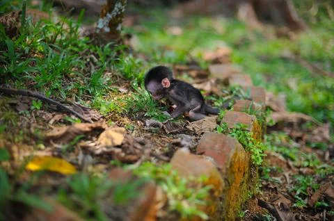A very young, small black monkey exploring the grass Stock Photos