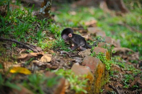 A very young, small black monkey exploring the grass Stock Photos