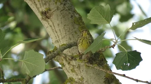 Verzallono Stock Footage 94728896