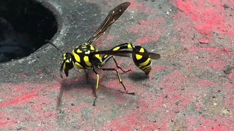 Vespa affinis Video stock 145928045