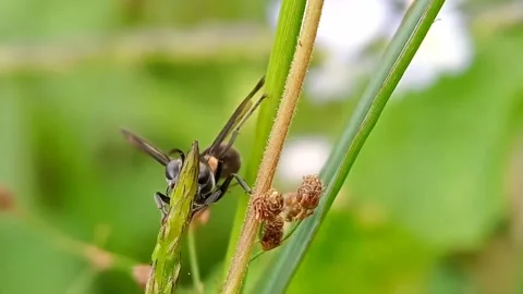 Vespa affinis Stock Footage 232388023