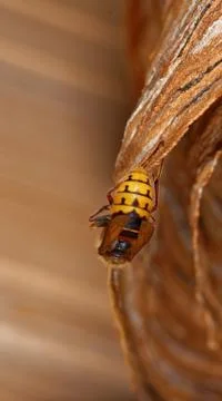 Vespa crabro Stock Photos