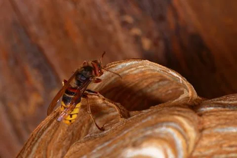 Vespa crabro Stock Photos