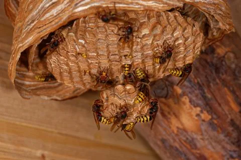 Vespa crabro Stock Photos