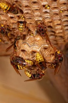 Vespa crabro Foto stock