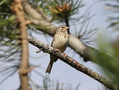 Vesper Sparrow Stock Photos