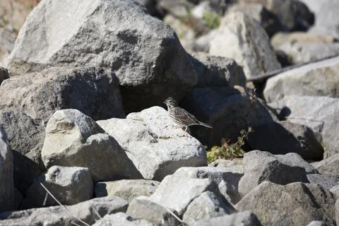Vesper Sparrow on a Rock Stock Photos