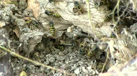 Vespiary Stock Footage 11478884