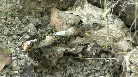 Vespiary Stock Footage 11480054