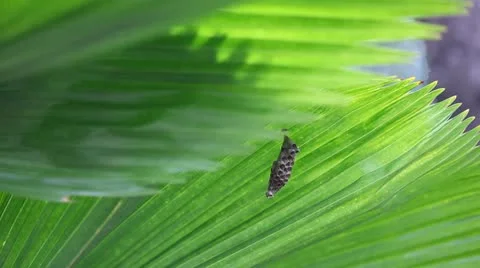 Vespiary Stock Footage 22141632