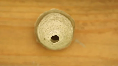 Vespiary 库存影片 90783228