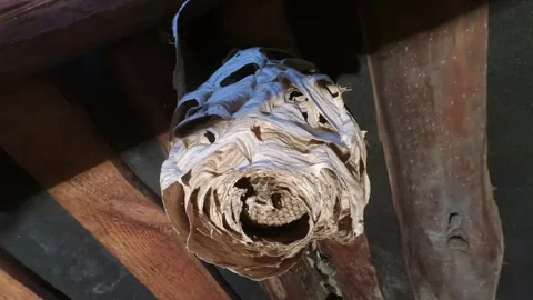 Vespiary Stock Footage 222138504