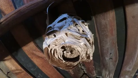 Vespiary Stock Footage 222138536