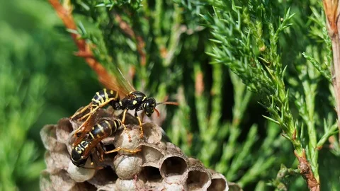 Vespiary on green bush Stock Footage 112321602