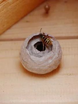 Vespiary Stock Photos