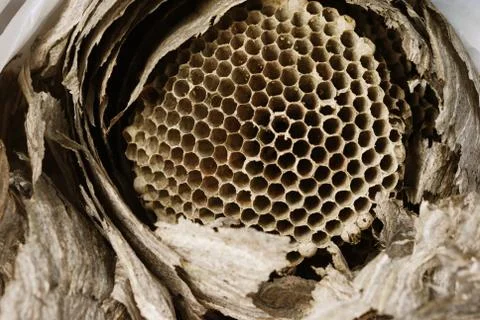 Vespine  honeycomb Stock Photos