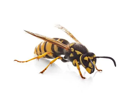 Vespula germanica in studio Foto stock