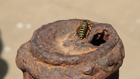 Vespula germanica, Wasp Video stock 11149673