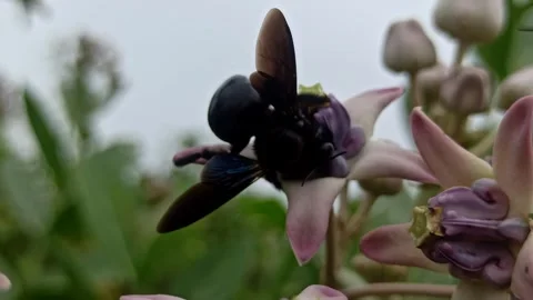 Vestal Bumblebee on Crown Flower Stock Footage 259130583