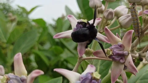 Vestal Bumblebee on Crown Flower Stock-Footage 259130682