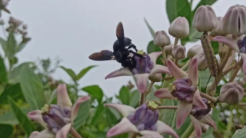 Vestal Bumblebee on Crown Flower Stock-Footage 259130684
